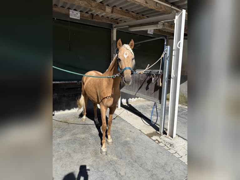 American Morgen Horse Merrie 5 Jaar 158 cm Grullo in Helfrantzkirch