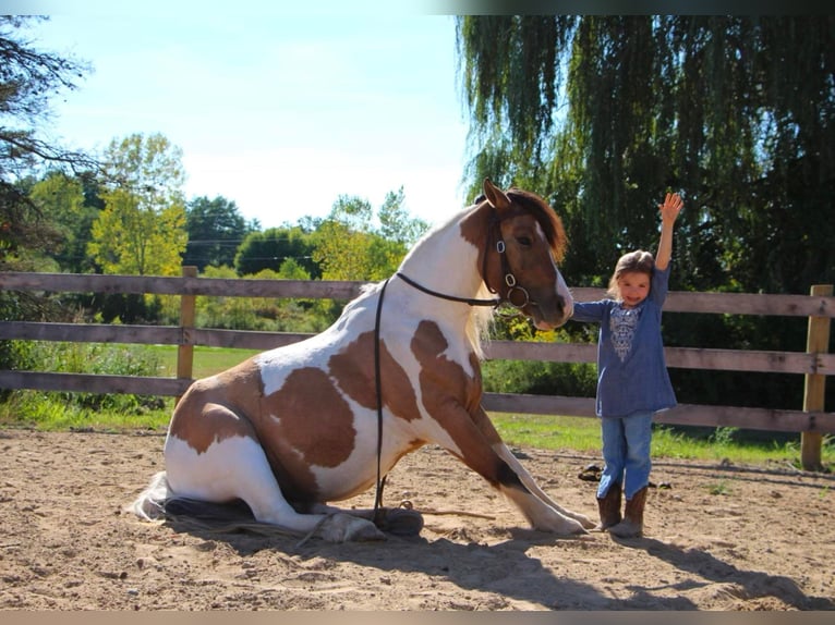 American Morgen Horse Merrie 6 Jaar 137 cm Buckskin in Highland MI