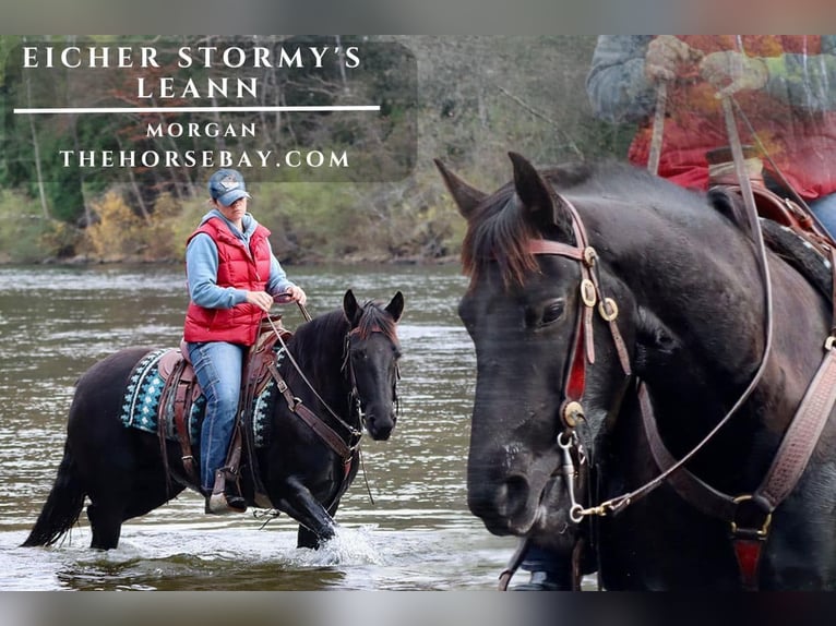 American Morgen Horse Merrie 6 Jaar 152 cm Zwart in Hesperia, MI