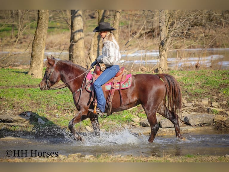 American Morgen Horse Merrie 8 Jaar 150 cm Bruin in Flemingsburg