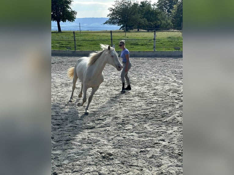 American Morgen Horse Merrie 8 Jaar 155 cm Perlino in Adetswil