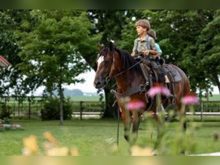 American Morgen Horse Merrie 8 Jaar 155 cm Roodbruin in Lanesboro, MN