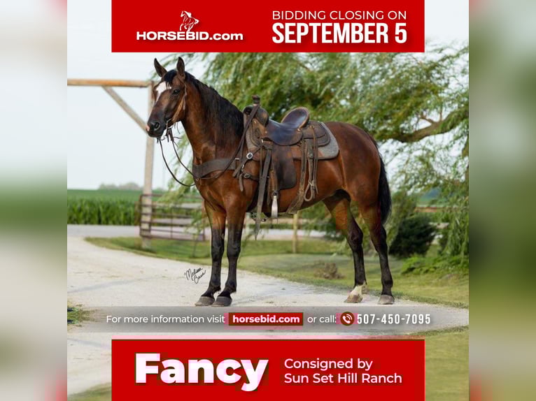 American Morgen Horse Merrie 8 Jaar 155 cm Roodbruin in Lanesboro, MN