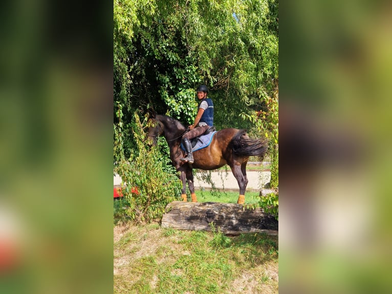 American Morgen Horse Ruin 10 Jaar 156 cm Buckskin in Oberried