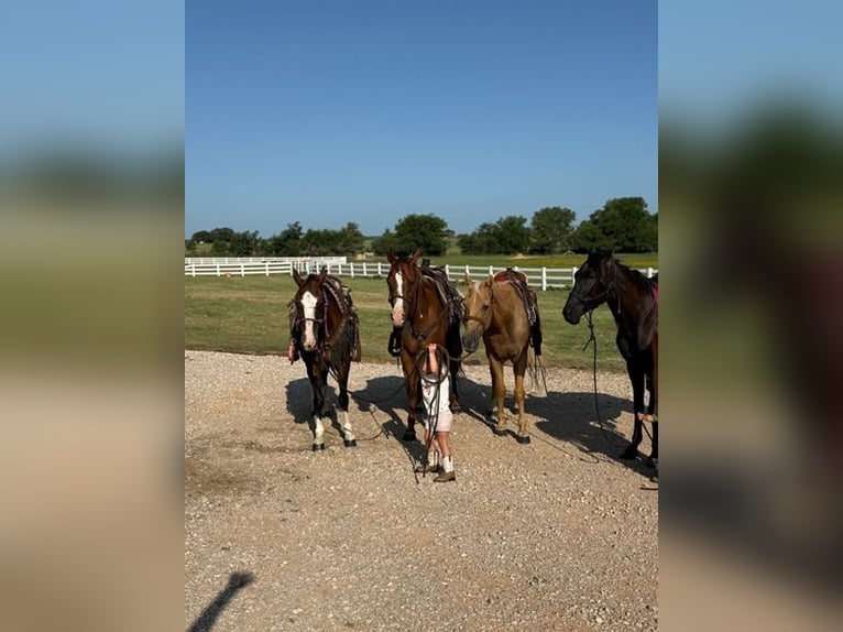 American Morgen Horse Ruin 12 Jaar 157 cm Roodvos in Bronson