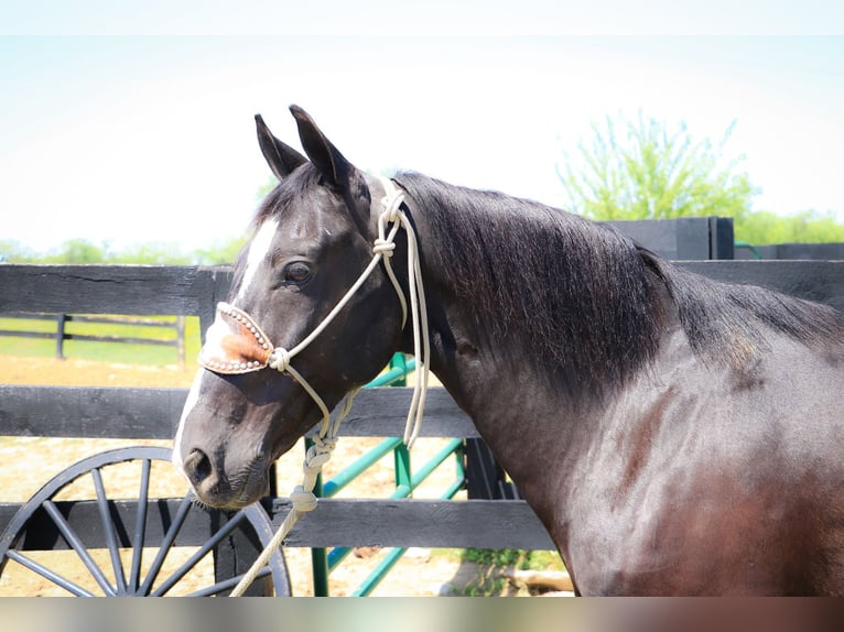 American Morgen Horse Ruin 13 Jaar 150 cm Zwart in Hillsboro KY