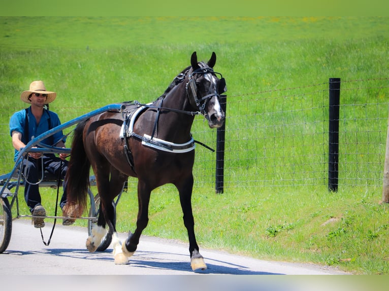 American Morgen Horse Ruin 13 Jaar 150 cm Zwart in Hillsboro KY