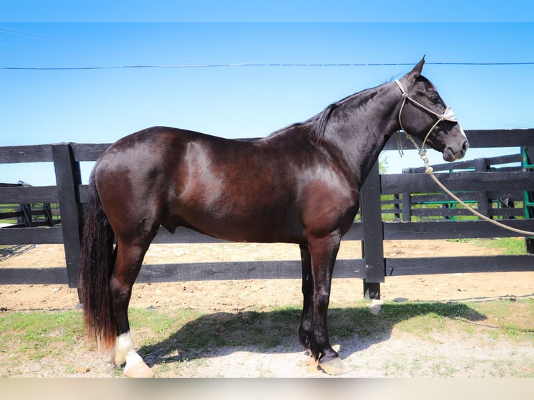 American Morgen Horse Ruin 13 Jaar 150 cm Zwart in Hillsboro KY