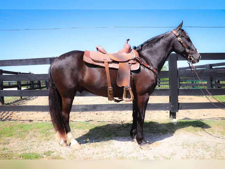 American Morgen Horse Ruin 13 Jaar 150 cm Zwart in Hillsboro KY