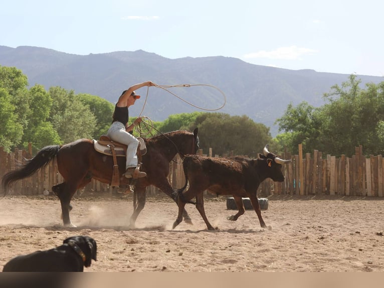 American Morgen Horse Ruin 14 Jaar 145 cm Roodbruin in Cottonwood AL