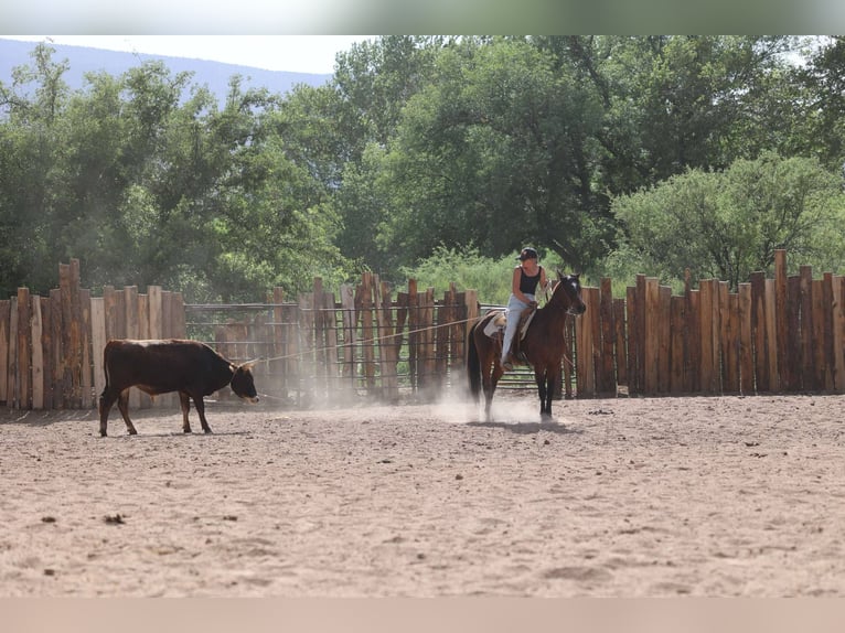 American Morgen Horse Ruin 15 Jaar 145 cm Roodbruin in Cottonwood AL