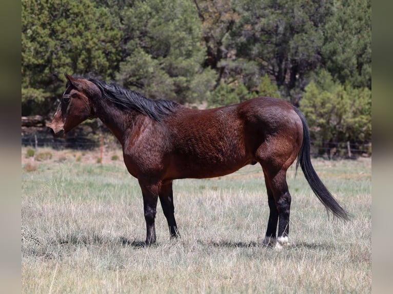 American Morgen Horse Ruin 15 Jaar 145 cm Roodbruin in Cottonwood AL