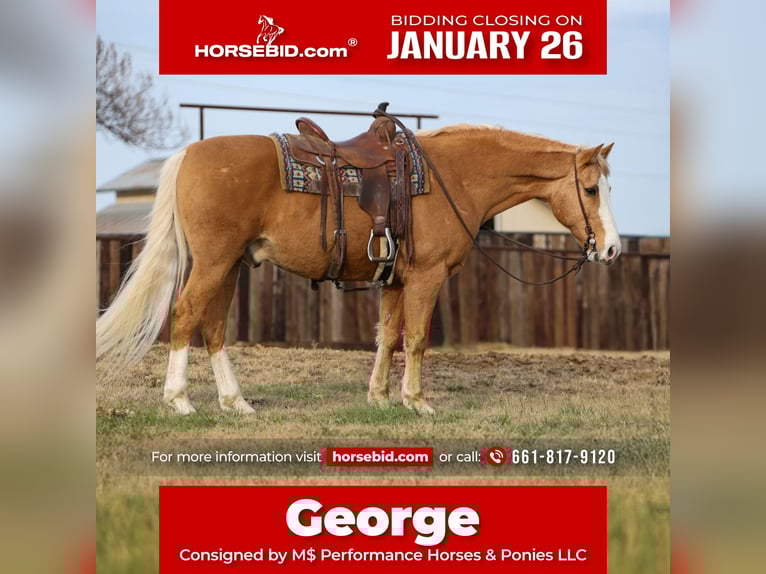 American Morgen Horse Mix Ruin 15 Jaar 157 cm Palomino in Stephenville, TX