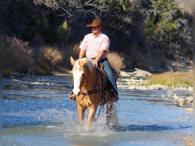 American Morgen Horse Mix Ruin 15 Jaar 157 cm Palomino in Stephenville, TX