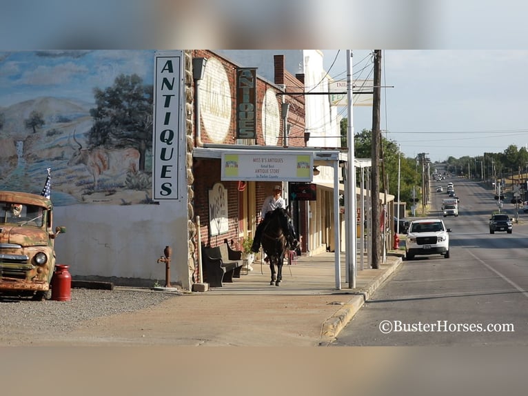 American Morgen Horse Ruin 17 Jaar 152 cm Zwart in Weatherford TX