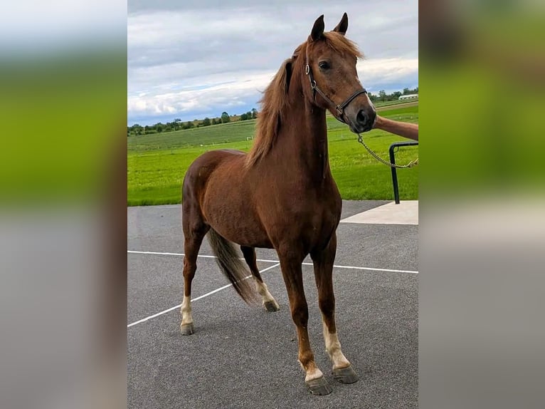 American Morgen Horse Ruin 1 Jaar Bruin in Los AngelesCalifornia