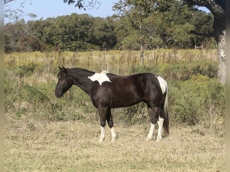 American Morgen Horse Ruin 3 Jaar 142 cm Lichtbruin in Poolville
