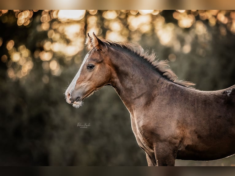 American Morgen Horse Ruin 3 Jaar 148 cm Bruin in Kirtorf