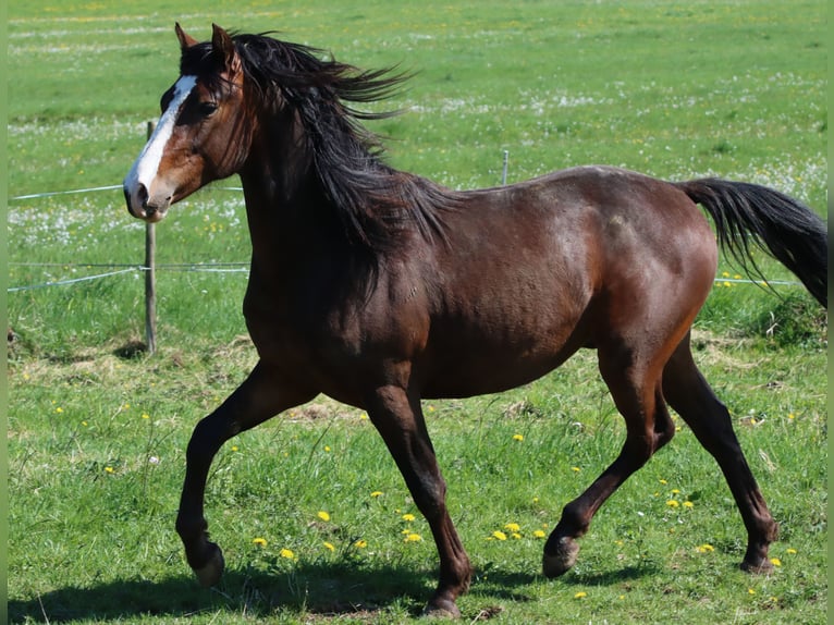 American Morgen Horse Ruin 3 Jaar 148 cm Bruin in Kirtorf