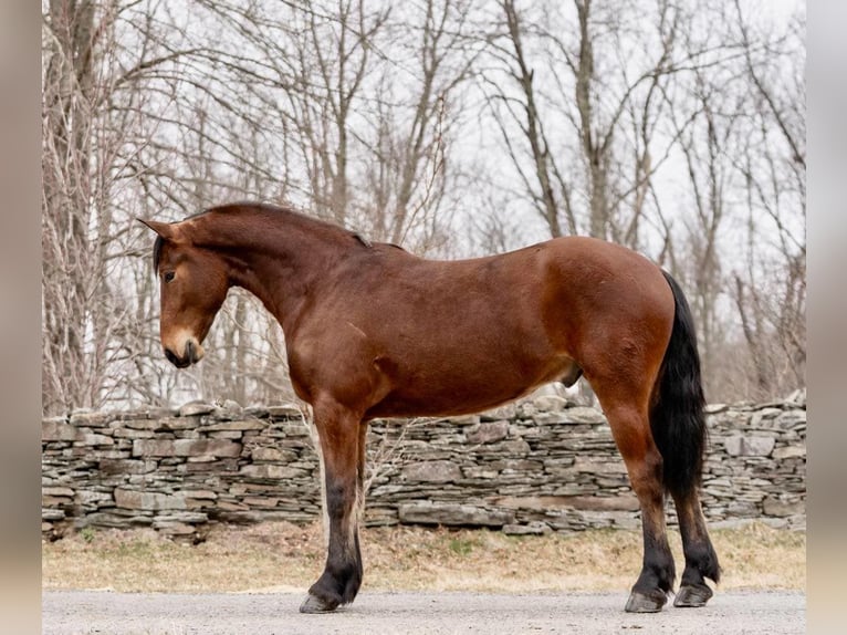 American Morgen Horse Ruin 3 Jaar 163 cm Roodbruin in Everett PA