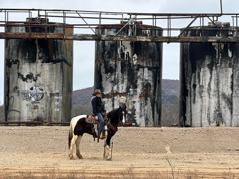 American Morgen Horse Ruin 5 Jaar 145 cm Tobiano-alle-kleuren in Jacksboro TX