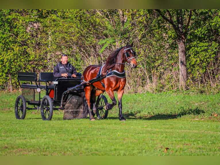 American Morgen Horse Ruin 6 Jaar 165 cm Roodbruin in Flemingsburg KY