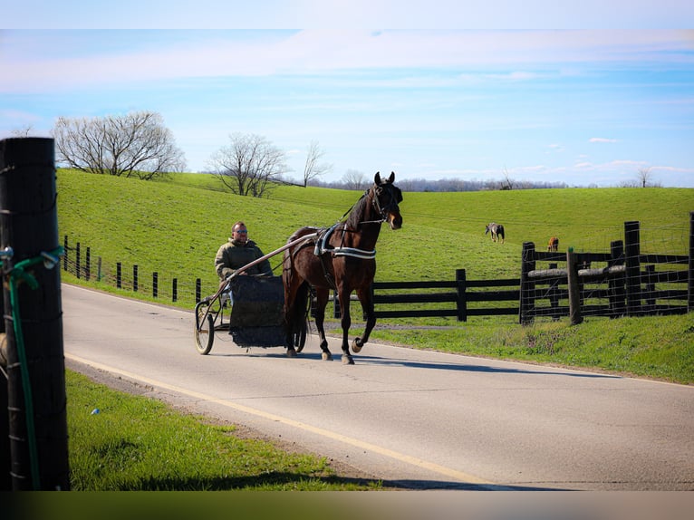 American Morgen Horse Ruin 6 Jaar Roodbruin in Flemingsburg KY