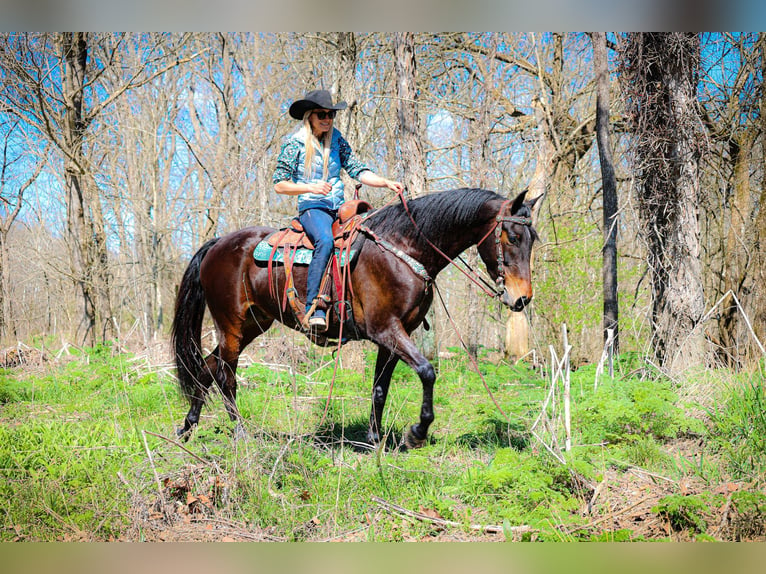 American Morgen Horse Ruin 6 Jaar Roodbruin in Flemingsburg KY