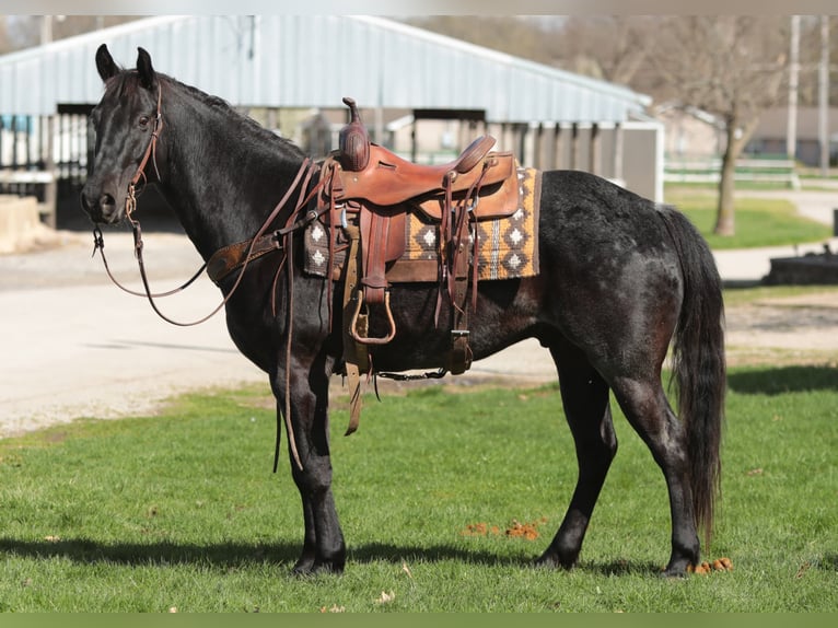 American Morgen Horse Ruin 8 Jaar 155 cm Roan-Blue in Charleston IL