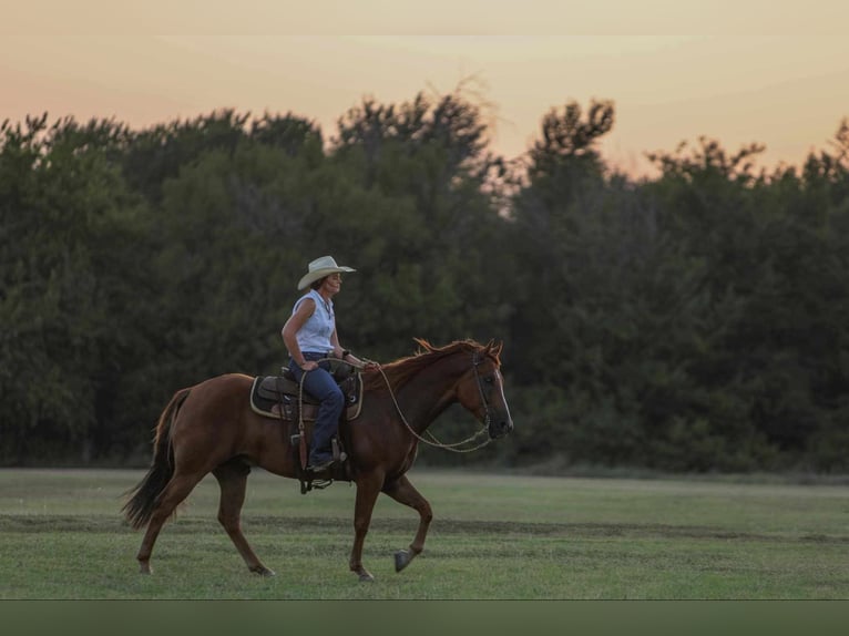 American Morgen Horse Ruin 8 Jaar 155 cm Roodvos in Joshua, TX