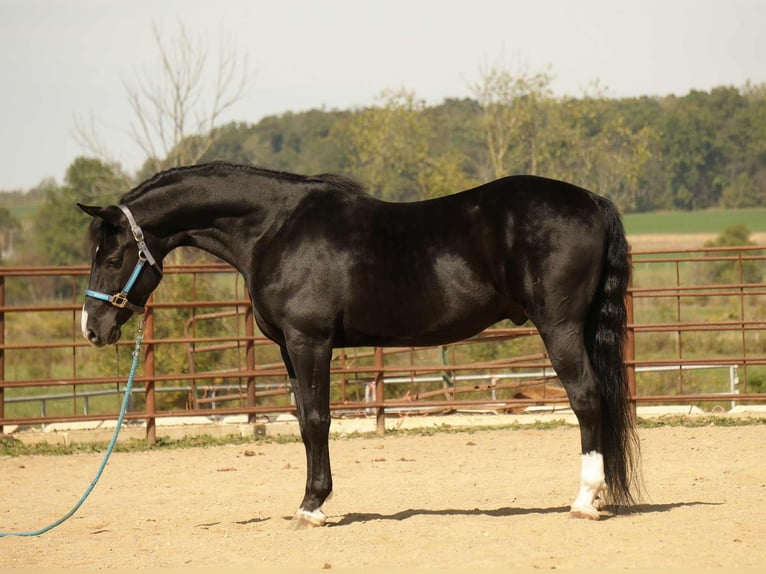 American Morgen Horse Ruin 8 Jaar 155 cm Zwart in Fresno
