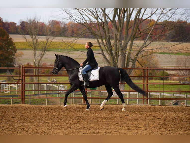 American Morgen Horse Ruin 8 Jaar 155 cm Zwart in Fresno