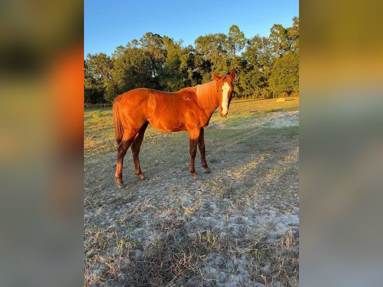 American Morgen Horse Ruin 9 Jaar 142 cm Roodvos in Hastings