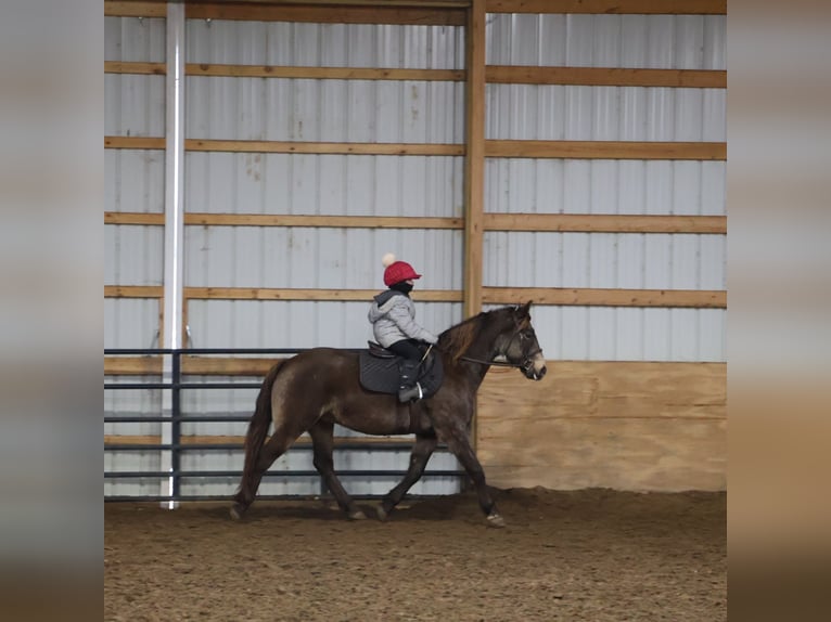 American Morgen Horse Mix Ruin 9 Jaar 145 cm Buckskin in Howell