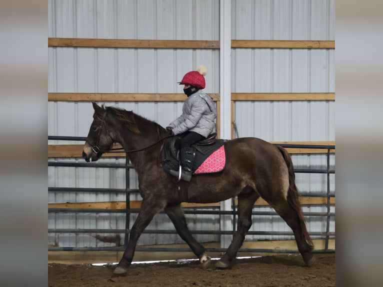 American Morgen Horse Mix Ruin 9 Jaar 145 cm Buckskin in Howell