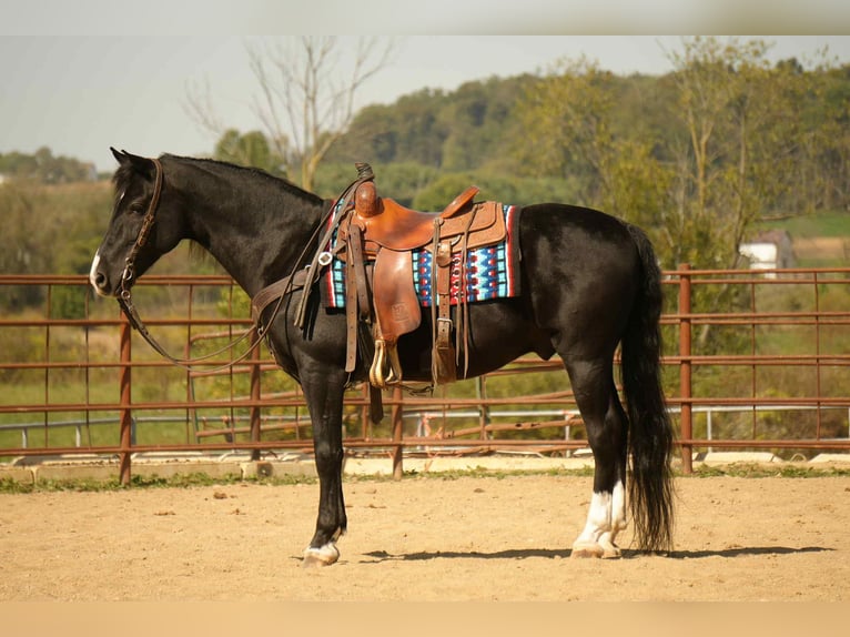 American Morgen Horse Ruin 9 Jaar 155 cm Zwart in Fresno