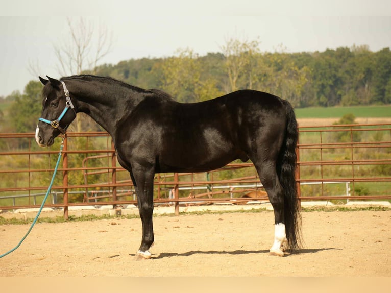 American Morgen Horse Ruin 9 Jaar 155 cm Zwart in Fresno