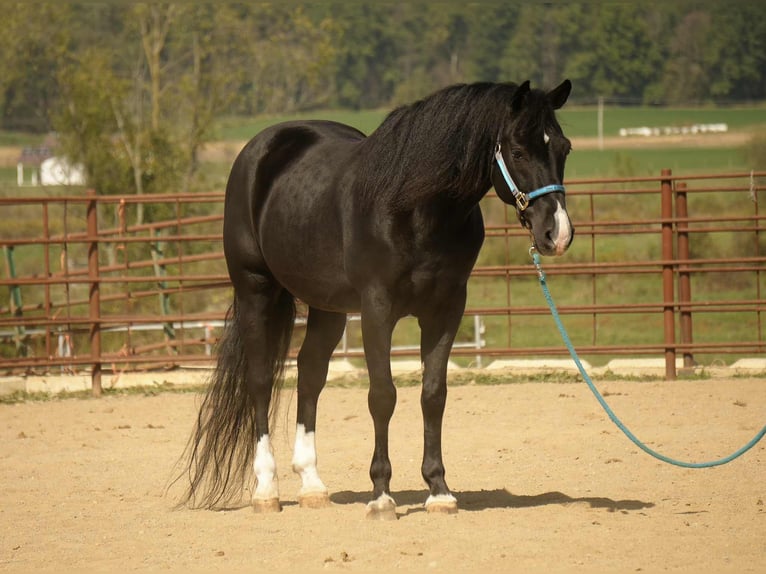 American Morgen Horse Ruin 9 Jaar 155 cm Zwart in Fresno