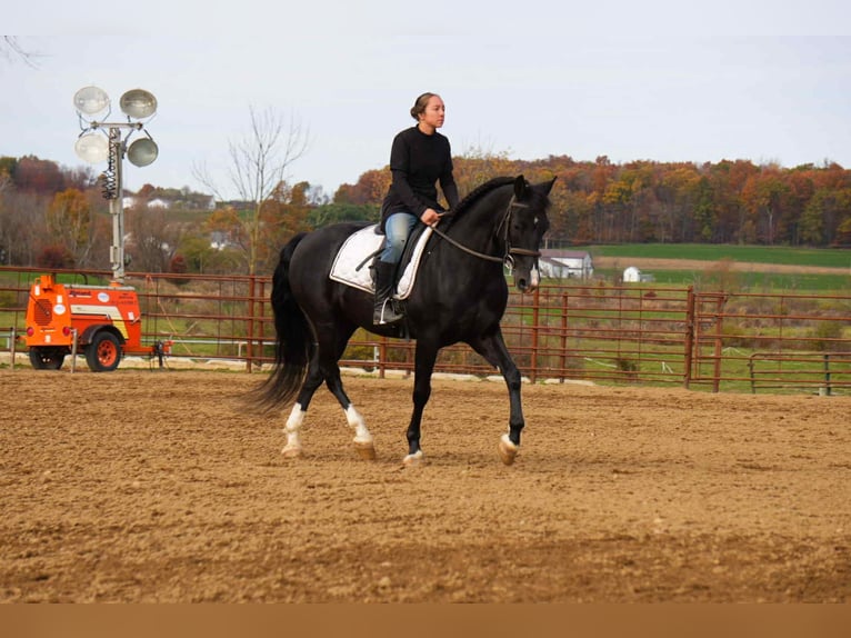 American Morgen Horse Ruin 9 Jaar 155 cm Zwart in Fresno