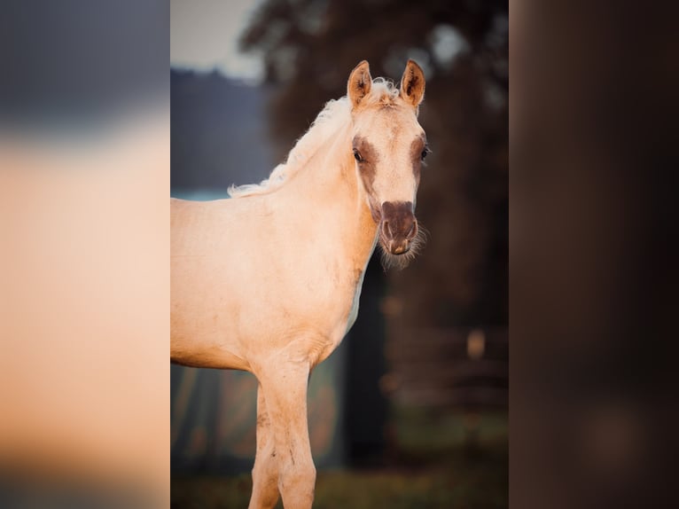 American Morgen Horse Semental 1 año 150 cm Dunalino (Cervuno x Palomino) in Bad Griesbach im Rottal