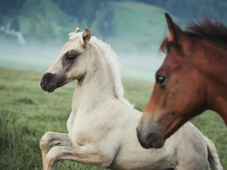 American Morgen Horse Semental 1 año 150 cm Dunalino (Cervuno x Palomino) in Bad Griesbach im Rottal