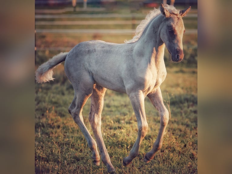 American Morgen Horse Semental 1 año 150 cm Dunalino (Cervuno x Palomino) in Bad Griesbach im Rottal