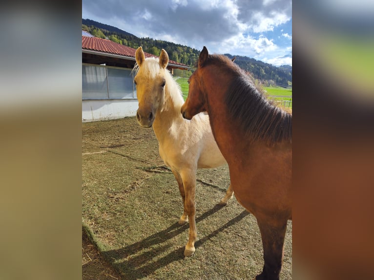 American Morgen Horse Semental 1 año 150 cm Dunalino (Cervuno x Palomino) in Bad Griesbach im Rottal