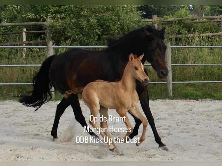 American Morgen Horse Semental 1 año 154 cm Grullo in Nuth