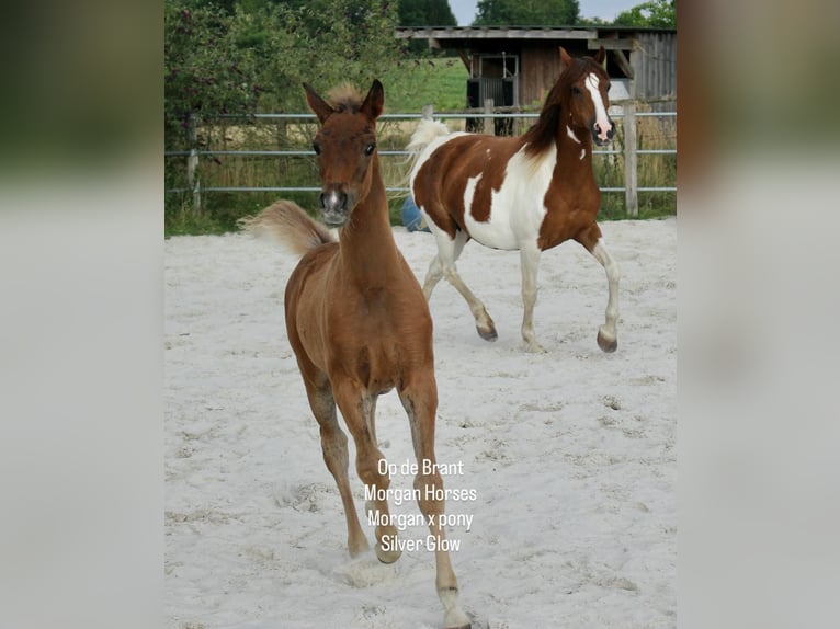 American Morgen Horse Semental 1 año 154 cm Grullo in Nuth