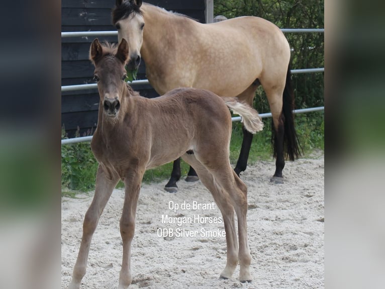 American Morgen Horse Semental 1 año 154 cm Grullo in Nuth