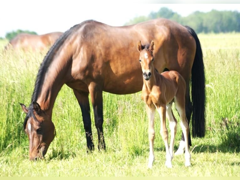 American Morgen Horse Semental 1 año 155 cm Castaño in Volsemenhusen