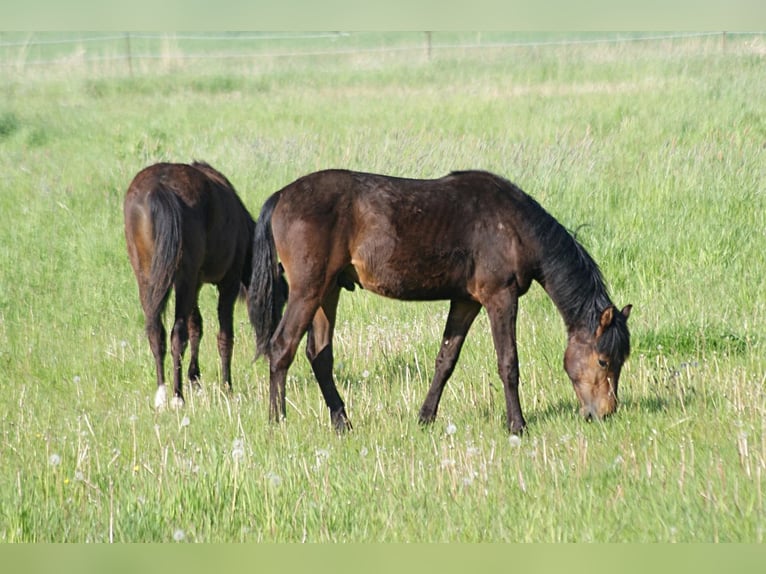 American Morgen Horse Semental 1 año 155 cm Castaño in Volsemenhusen