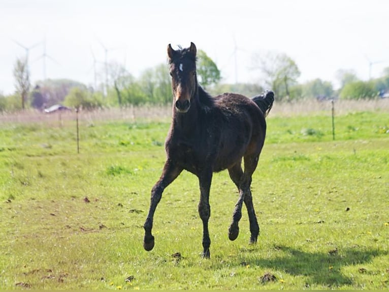 American Morgen Horse Semental 1 año 155 cm Castaño in Volsemenhusen