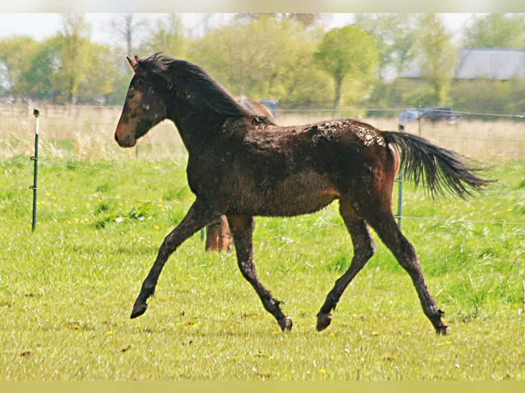 American Morgen Horse Semental 1 año 155 cm Castaño in Volsemenhusen